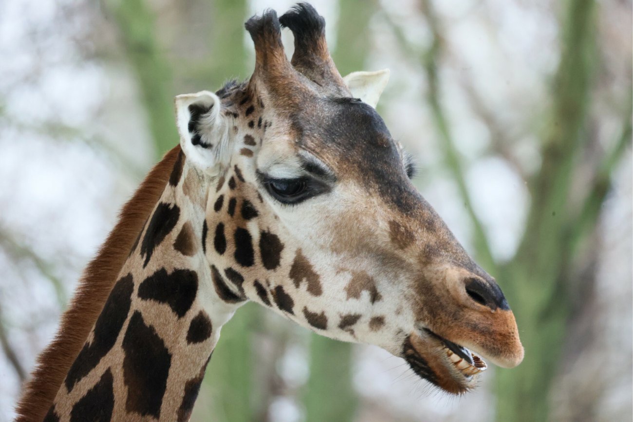 Żyrafa w warszawskim zoo