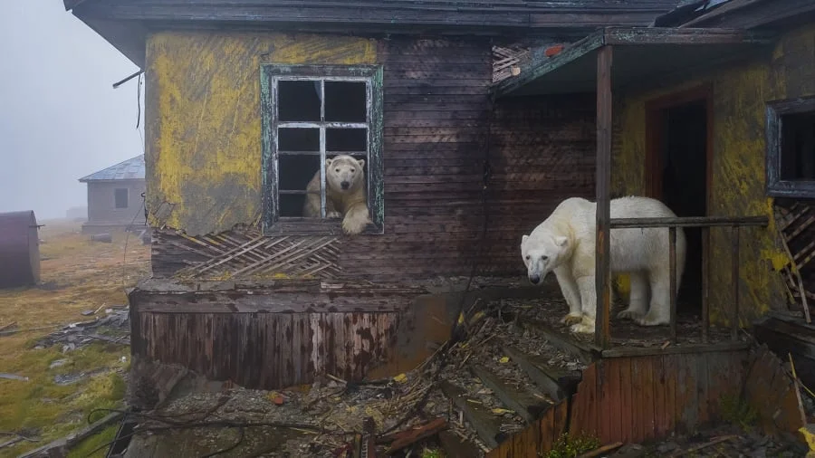 Dmitry Kokh, "House of bears" - zwycięzca kategorii "miejska przyroda"