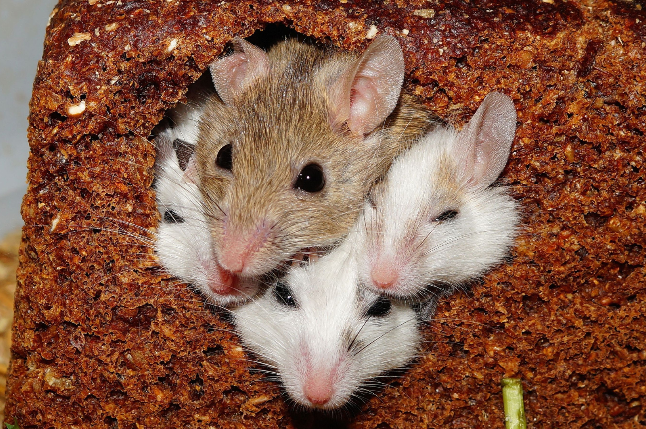 Pierwsza pomoc udzielana przez myszy Myszy siedzą w dziurze z ciemnego chleba