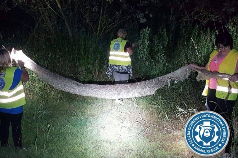 Wylinkę pytona tygrysiego znaleziono w Gassach pod Konstancinem.