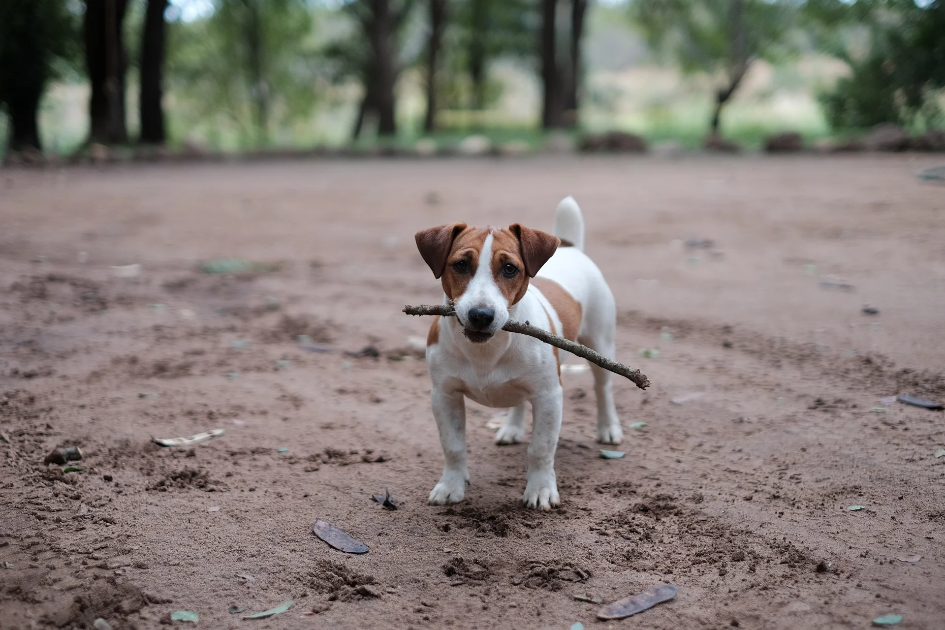 Jack Russell Terrier - pies myśliwski