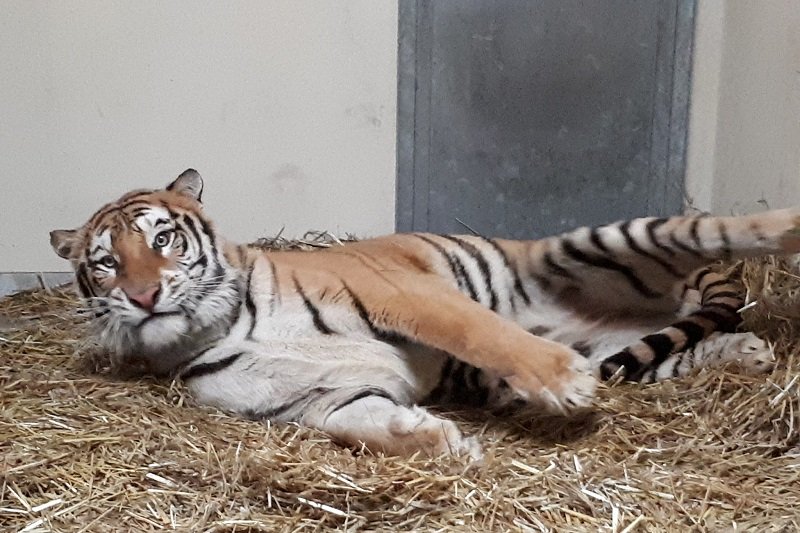 Jeden z uratowanych tygrysów. Tutaj już w zoo w Poznaniu.