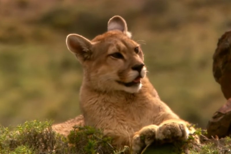 Puma mogła być widziana w okolicach Pszczyny.