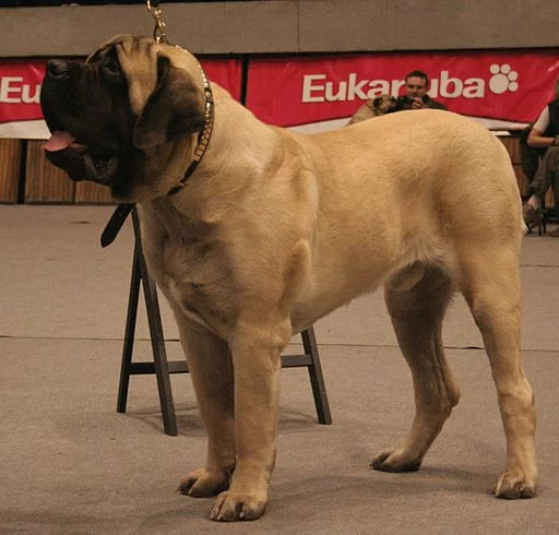 Mastiff angielski