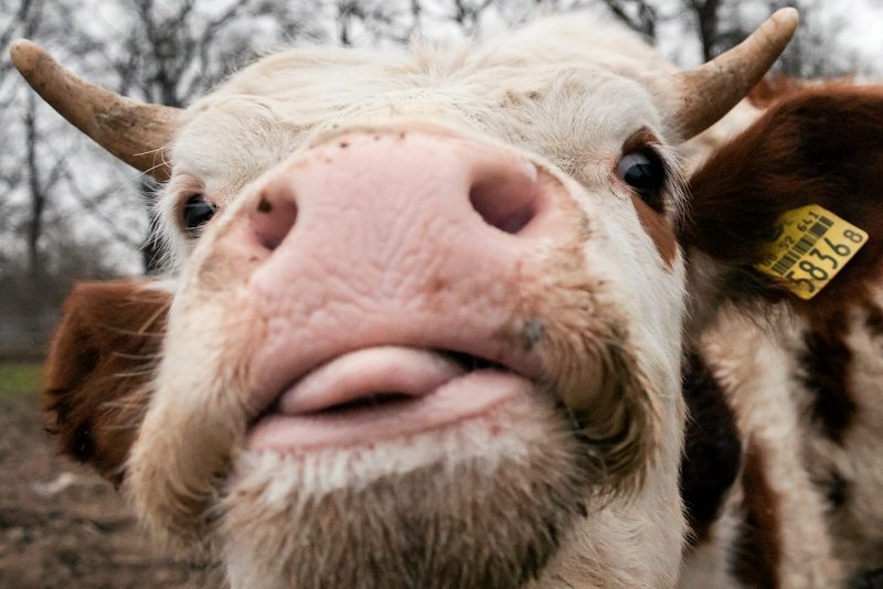 Krowa z Dobrej w Wielkopolsce nie chciała iść na rzeź. Podjęła się desperackiej ucieczki.