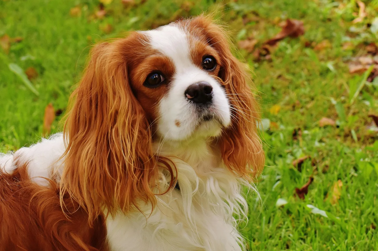 Biało - brązowy cavalier king charles spaniel na spacerze Biało - brązowy cavalier king charles spaniel na spacerze, na trawie