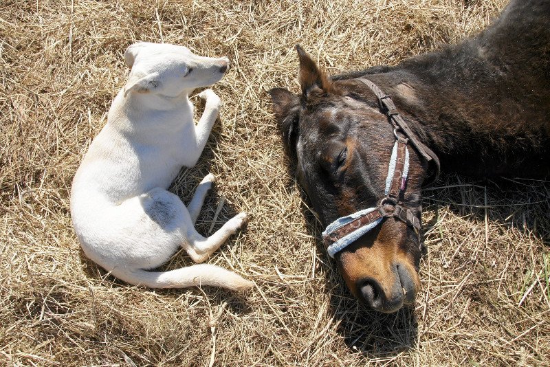 Tajga to jeden z koni uratowanych z gospodarstwa w Modrzycy.