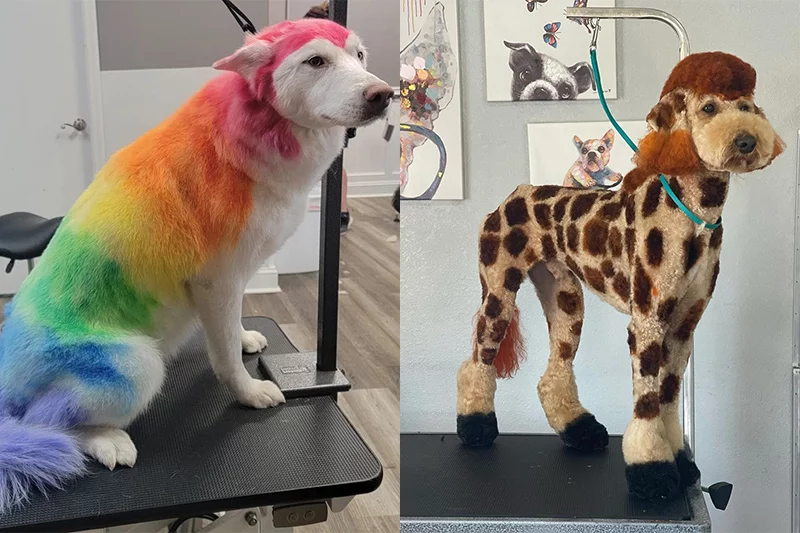 Ufarbowane psy