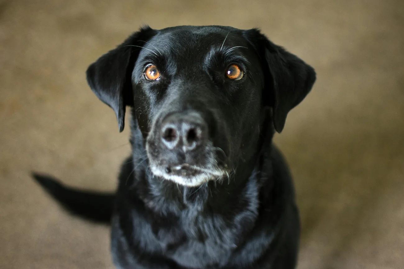 Czarny labrador patrzy w górę 