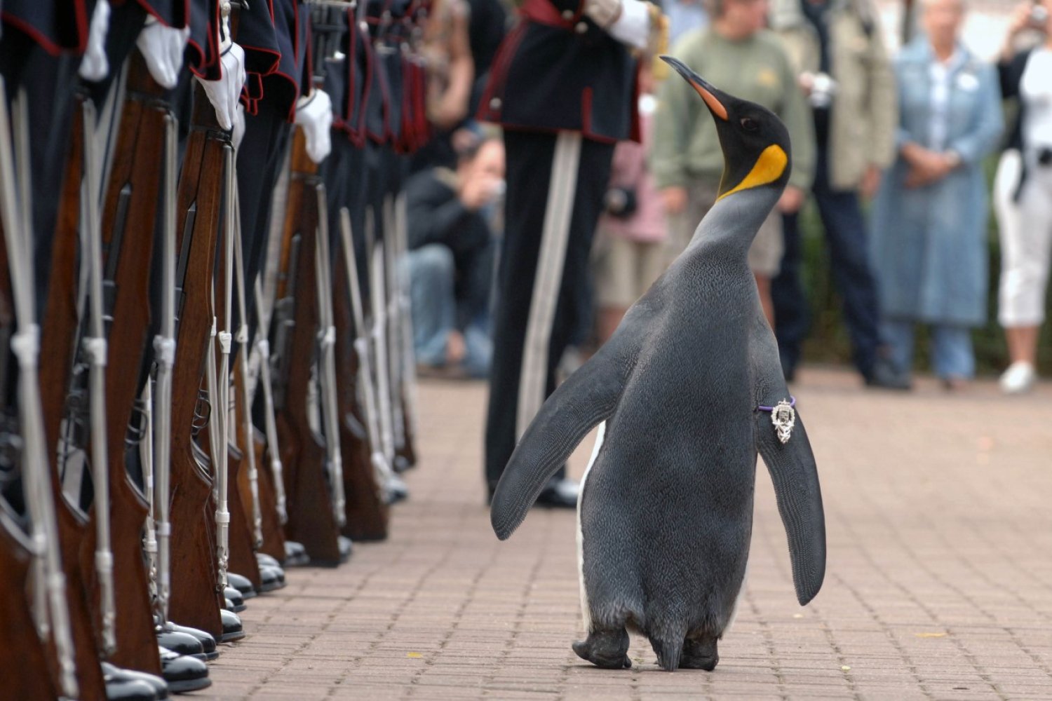 Sir Nils Olav w towarzystwie żołnierzy