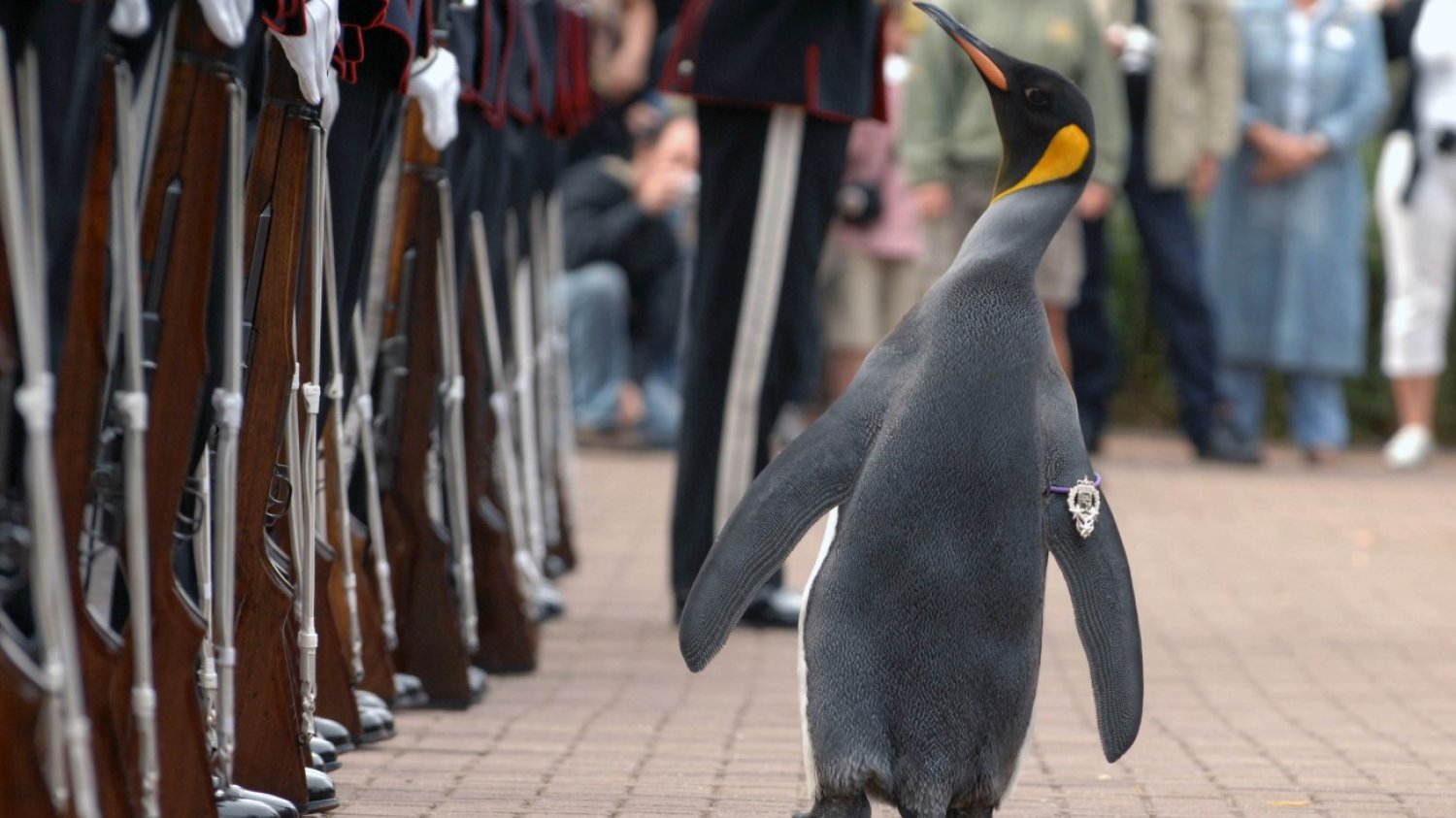 Sir Nils Olav w towarzystwie żołnierzy