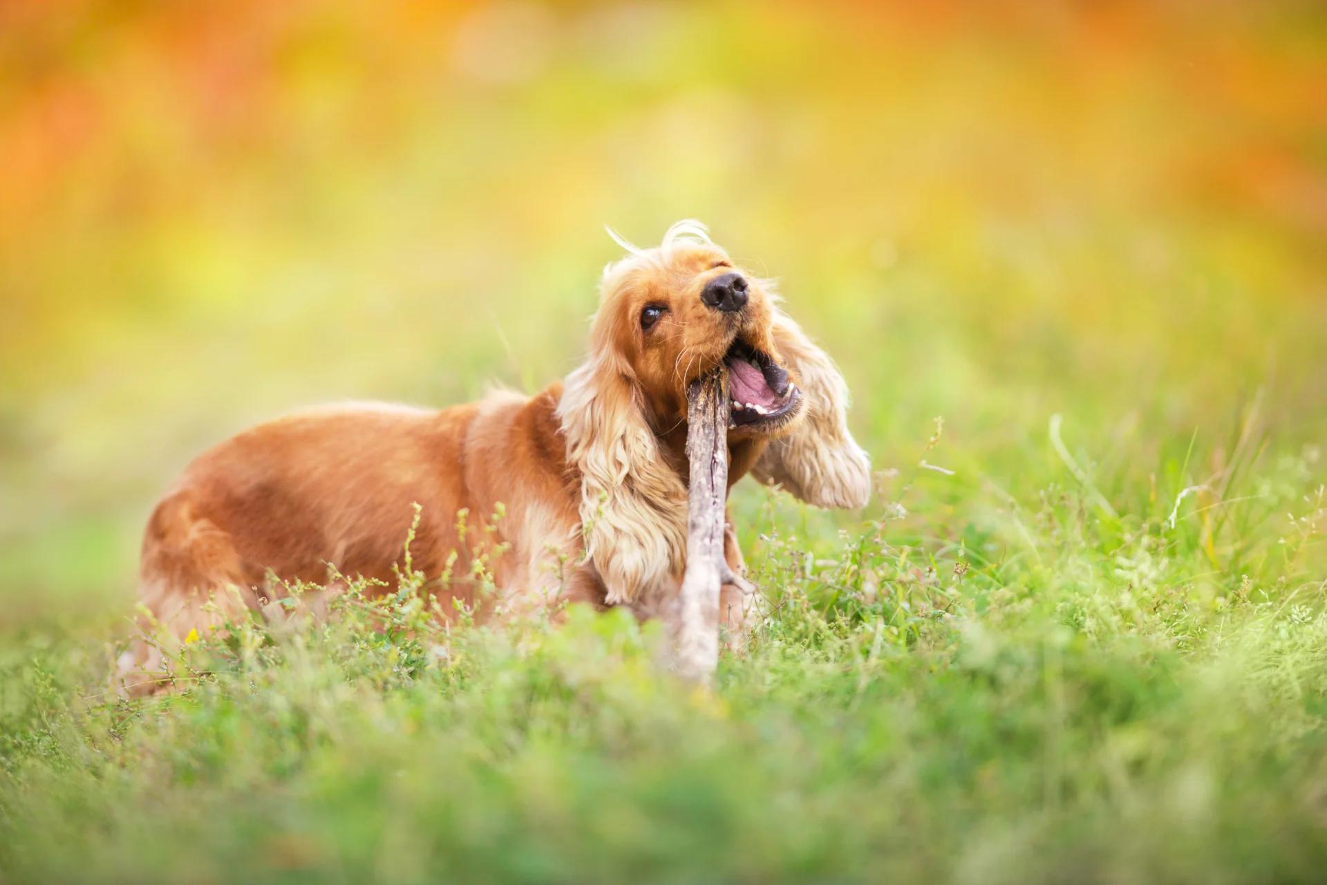 Cocker spaniel angielski Cocker spaniel angielski