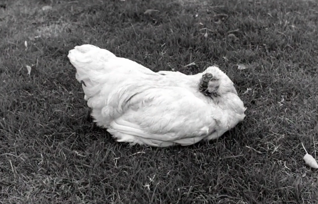 Bezgłowy Mike – kurczak, który żył przez 18 miesięcy bez głowy