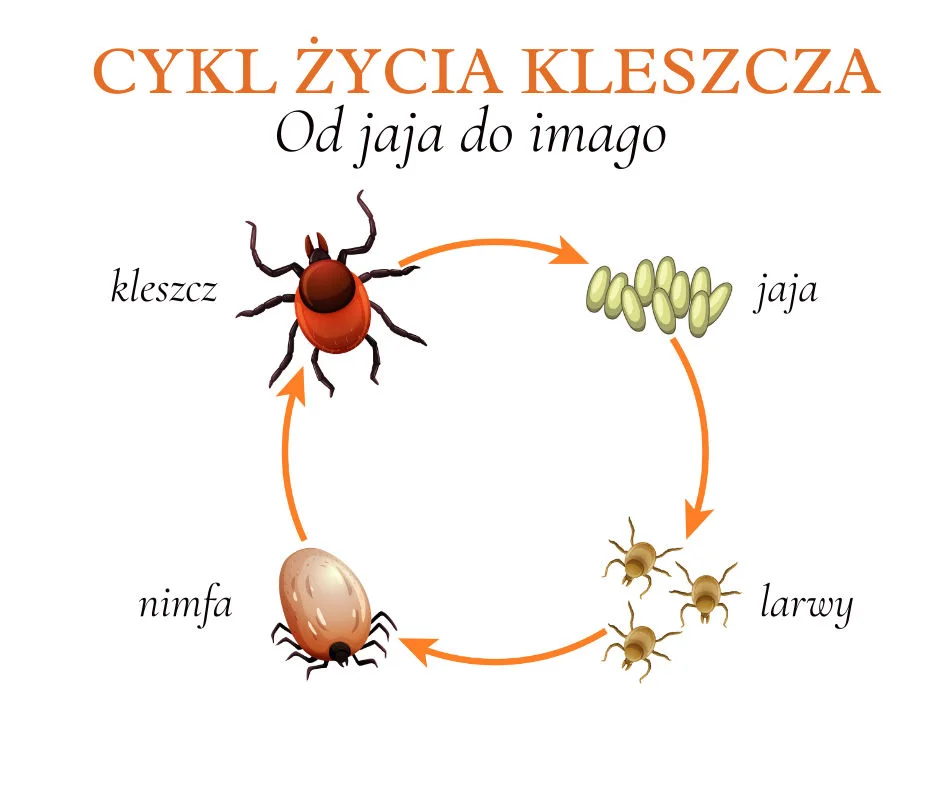 Cykl życia kleszcza