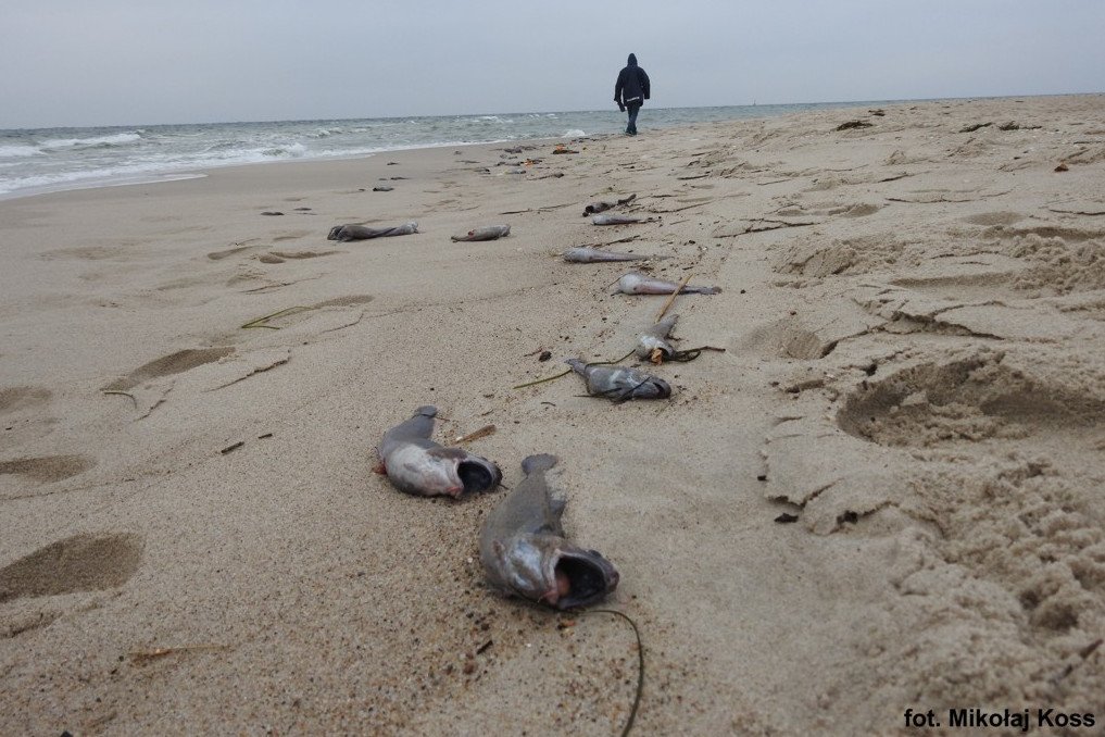 Motele zostały znalezione na plaży.