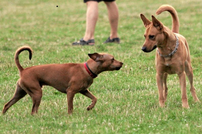Kiedy pies macha ogonem nie tylko mówi ci "Jestem szczęśliwy"