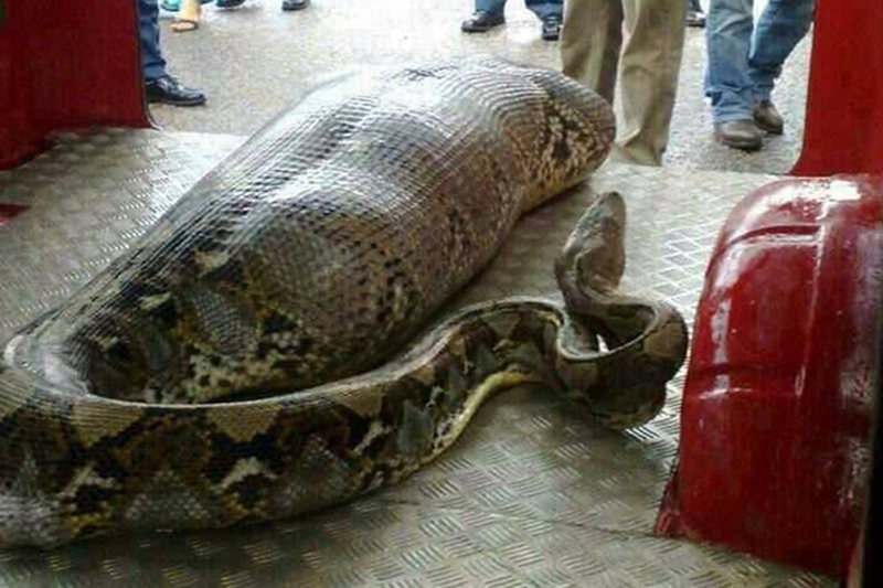 Pyton połknął pijaną kobietę. Możliwe?