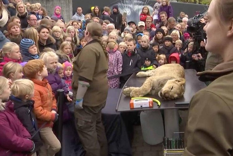 W Dani w ZOO na oczach setek dzieci zrobiono sekcję lwa.