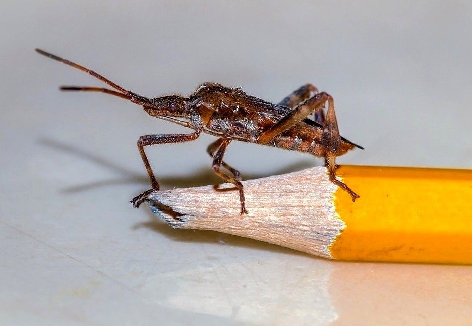 Inwazja wtyka amerykańskiego: owad Leptoglossus occidentalis atakuje Polskę