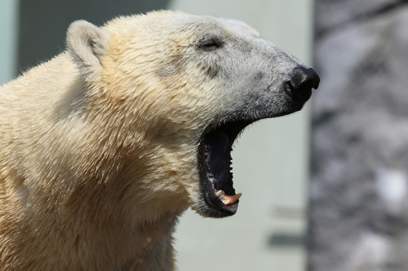 Niedźwiedź polarny rzucił się na kobietę w Kanadzie Niedźwiedź polarny z otwartym pyskiem w bliskim kadrze