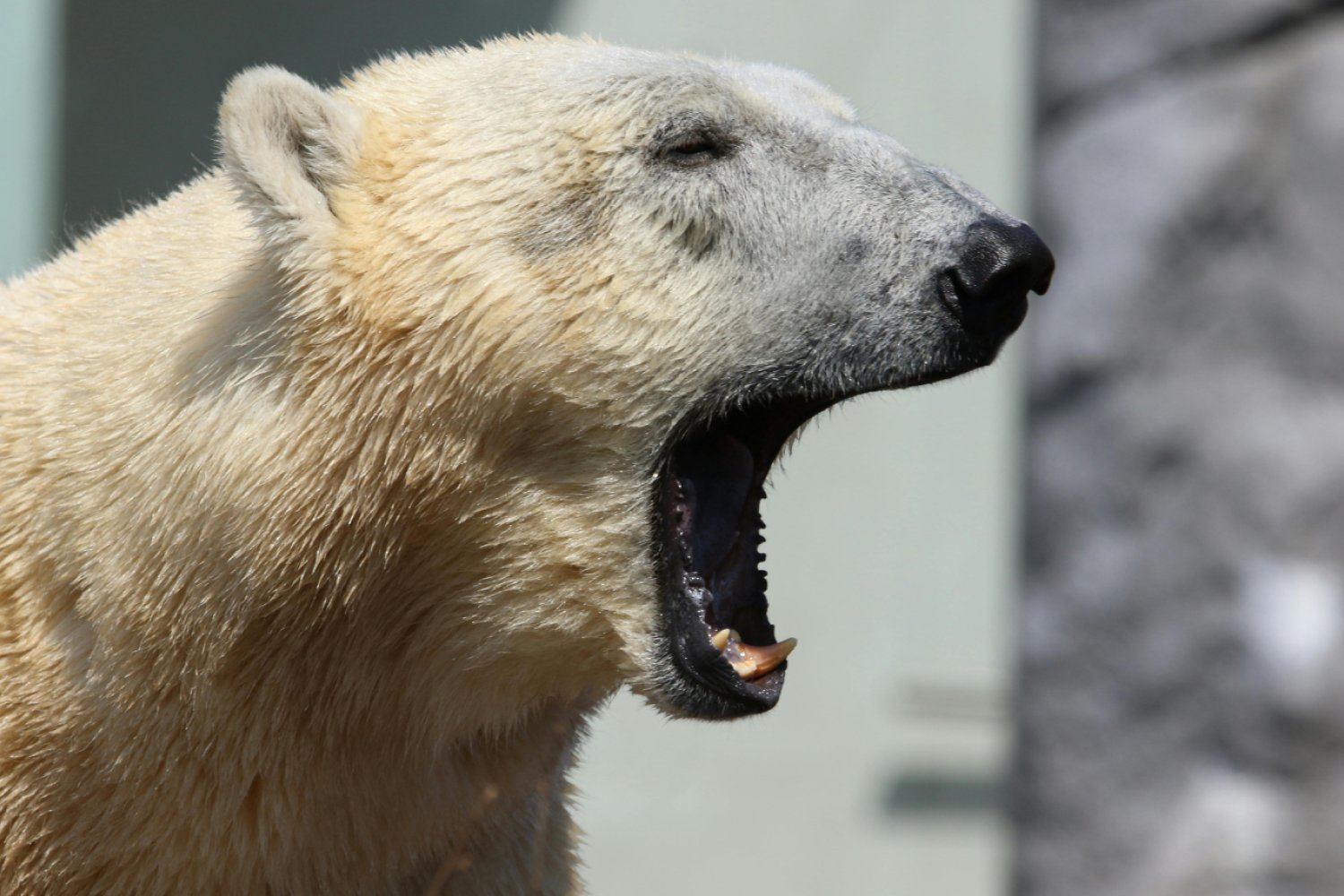 Niedźwiedź polarny rzucił się na kobietę w Kanadzie Niedźwiedź polarny z otwartym pyskiem w bliskim kadrze