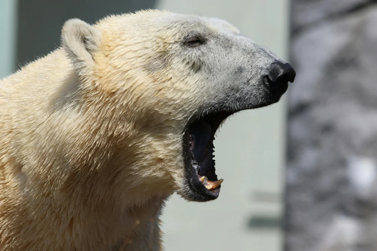 Niedźwiedź polarny rzucił się na kobietę w Kanadzie Niedźwiedź polarny z otwartym pyskiem w bliskim kadrze