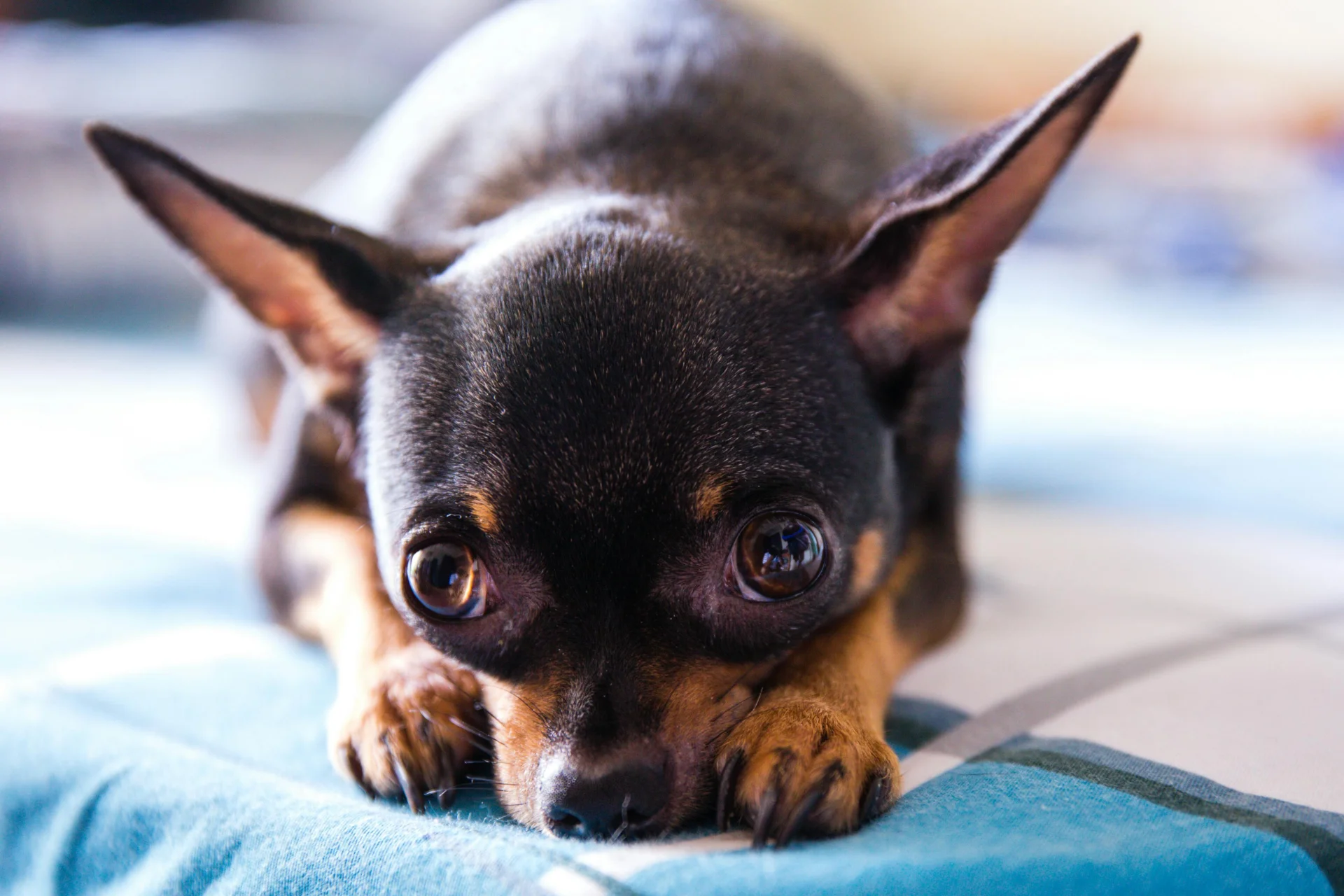 Chihuahua Chihuahua