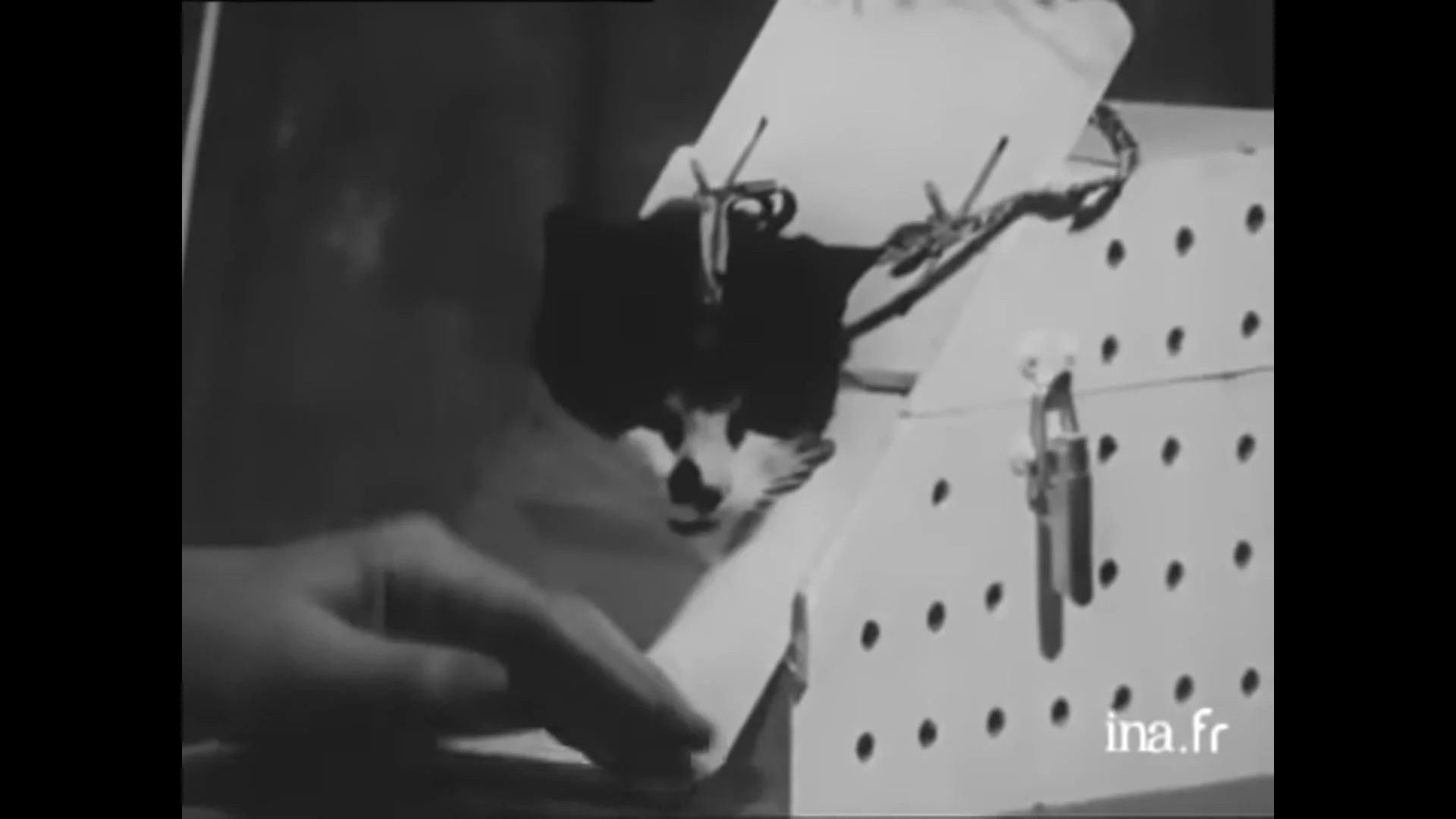 Félicette z podłączonymi do mózgu diodami