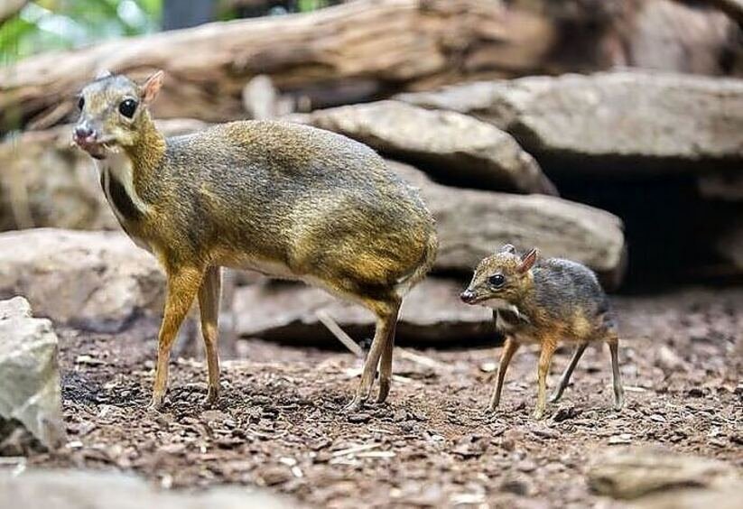Myszojeleń z wrocławskiego ZOO. Pierwsze na świecie nagranie narodzin [HIT]
