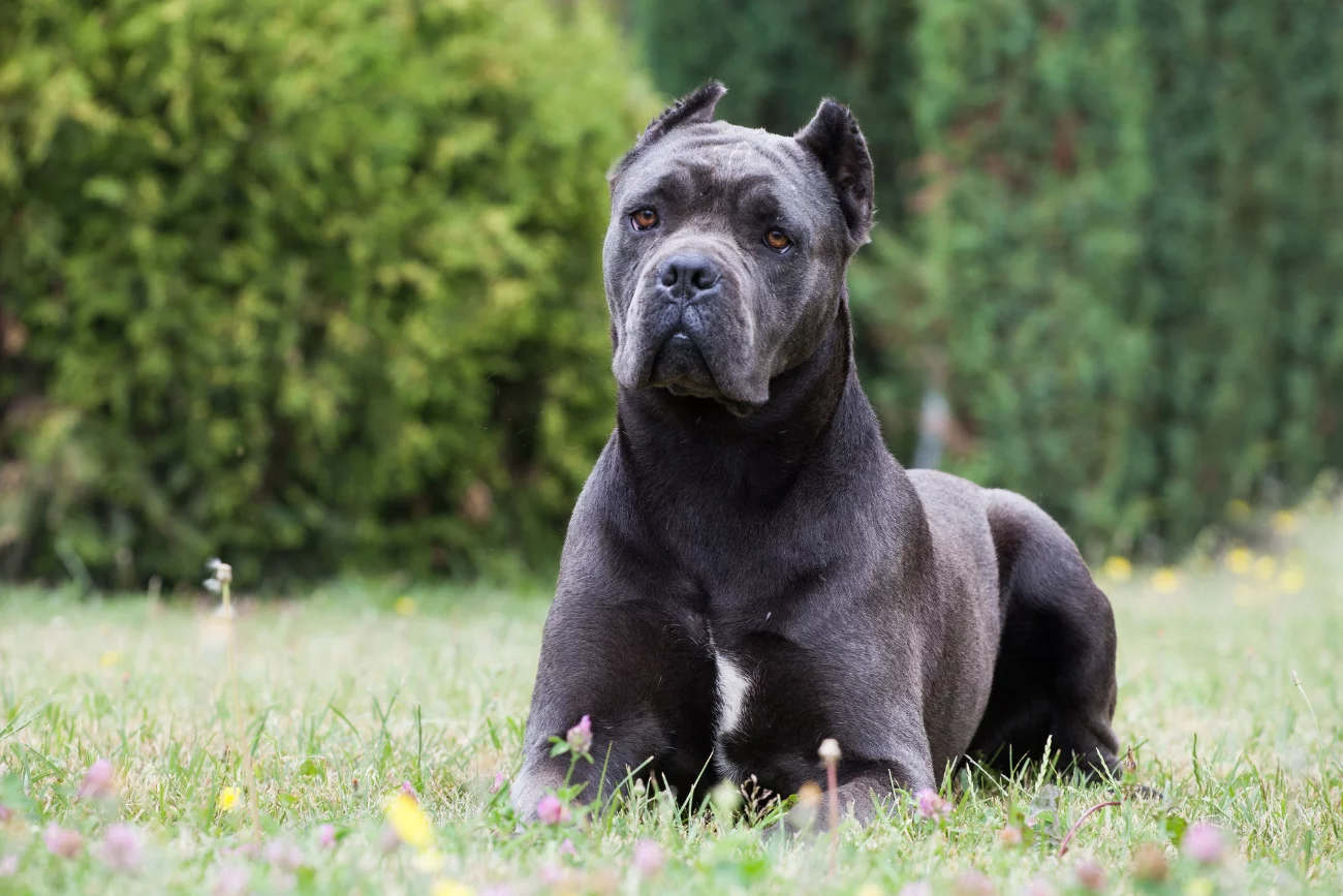 Cane Corso Cane Corso na trawie
