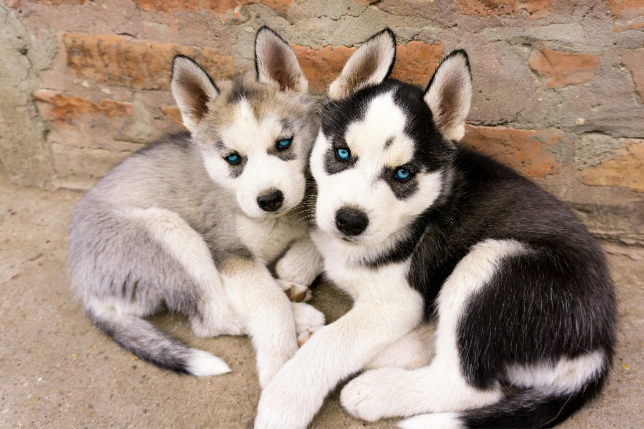Quiz: Czy rozpoznasz tego zwierzaka? Dwa szczeniaki Husky siedzą na ziemi