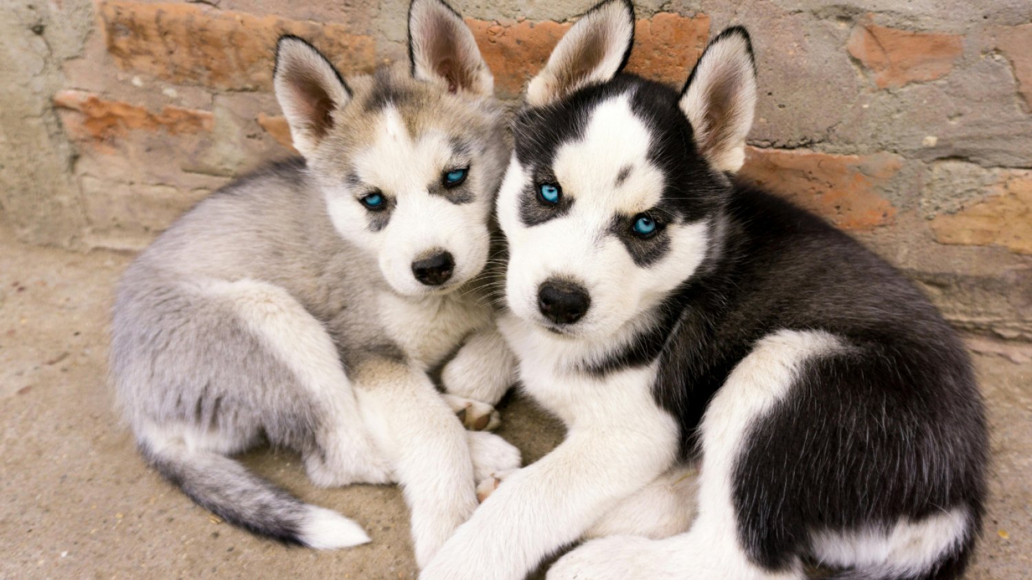 Quiz: Czy rozpoznasz tego zwierzaka? Dwa szczeniaki Husky siedzą na ziemi
