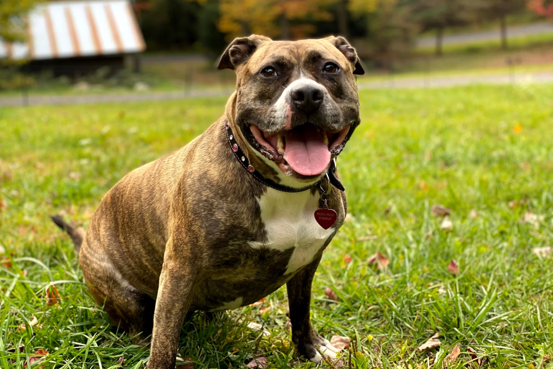 Staffordshire Bull Terrier pręgowany na trawie