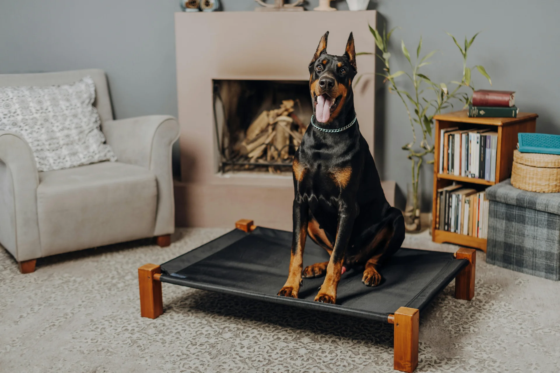 Doberman Doberman