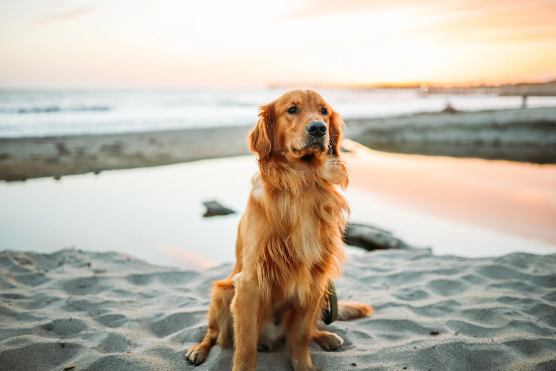 Golden Retriever Golden Retriever