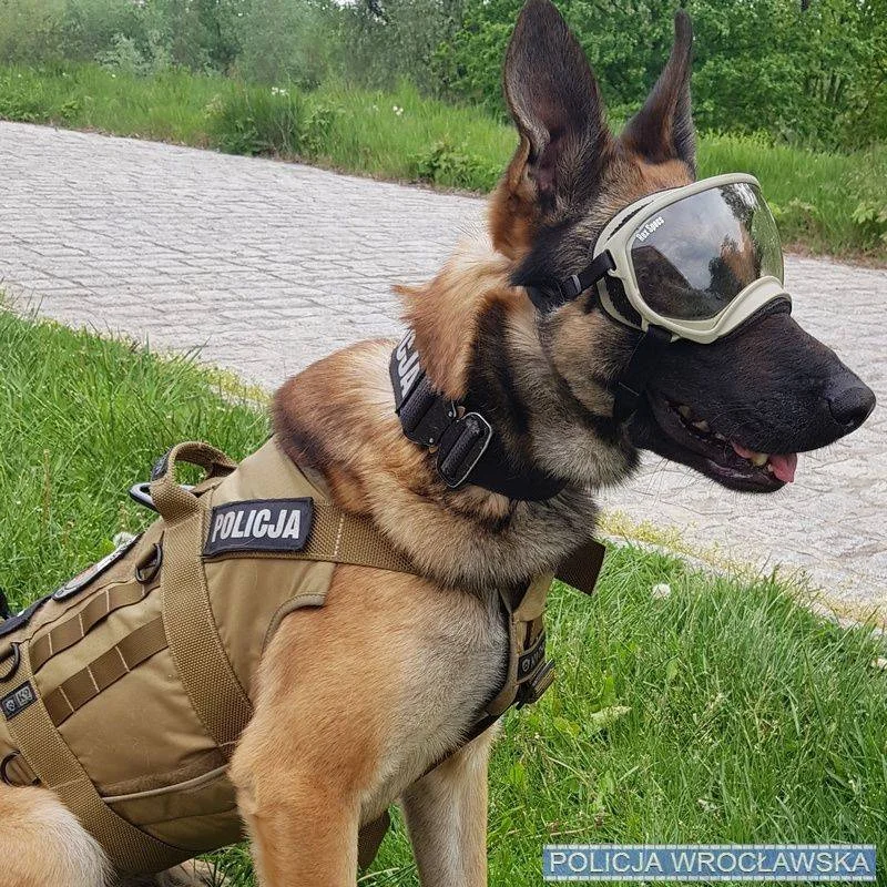 Malinois w polskiej policji Malinois w polskiej policji