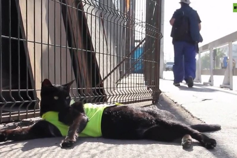 Kot budowniczy w Chile.