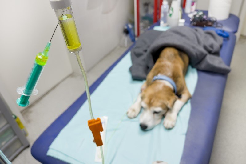 Glikol etylenowy to cichy zimowy zabójca psów