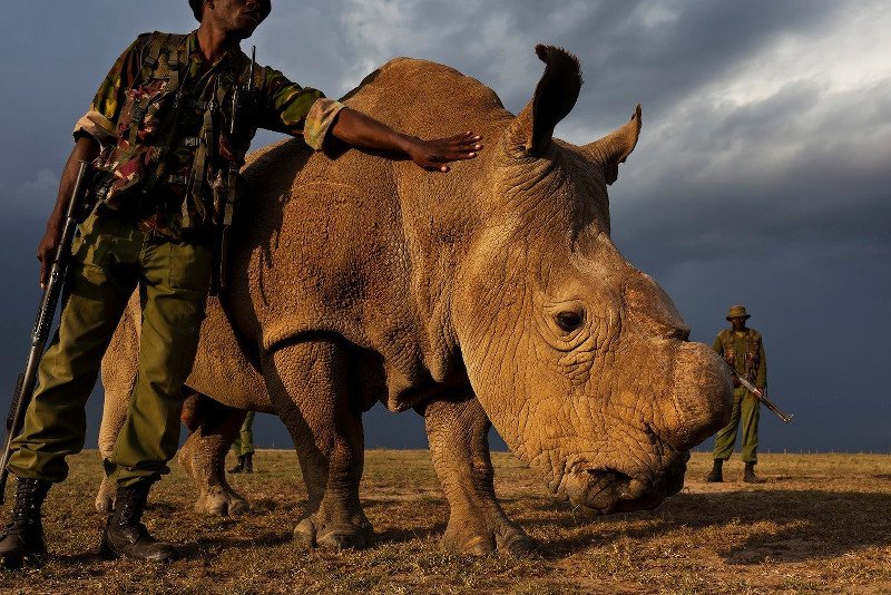 Sudan, najstarszy żyjący samiec nosorożca białego północnego