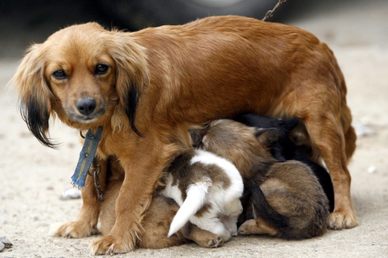 To mit, że każda suczka przynajmniej raz w życiu powinna mieć szczeniaki