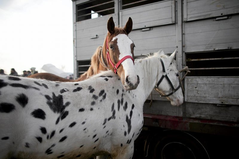 Co właściwie jest nie tak z koniną?