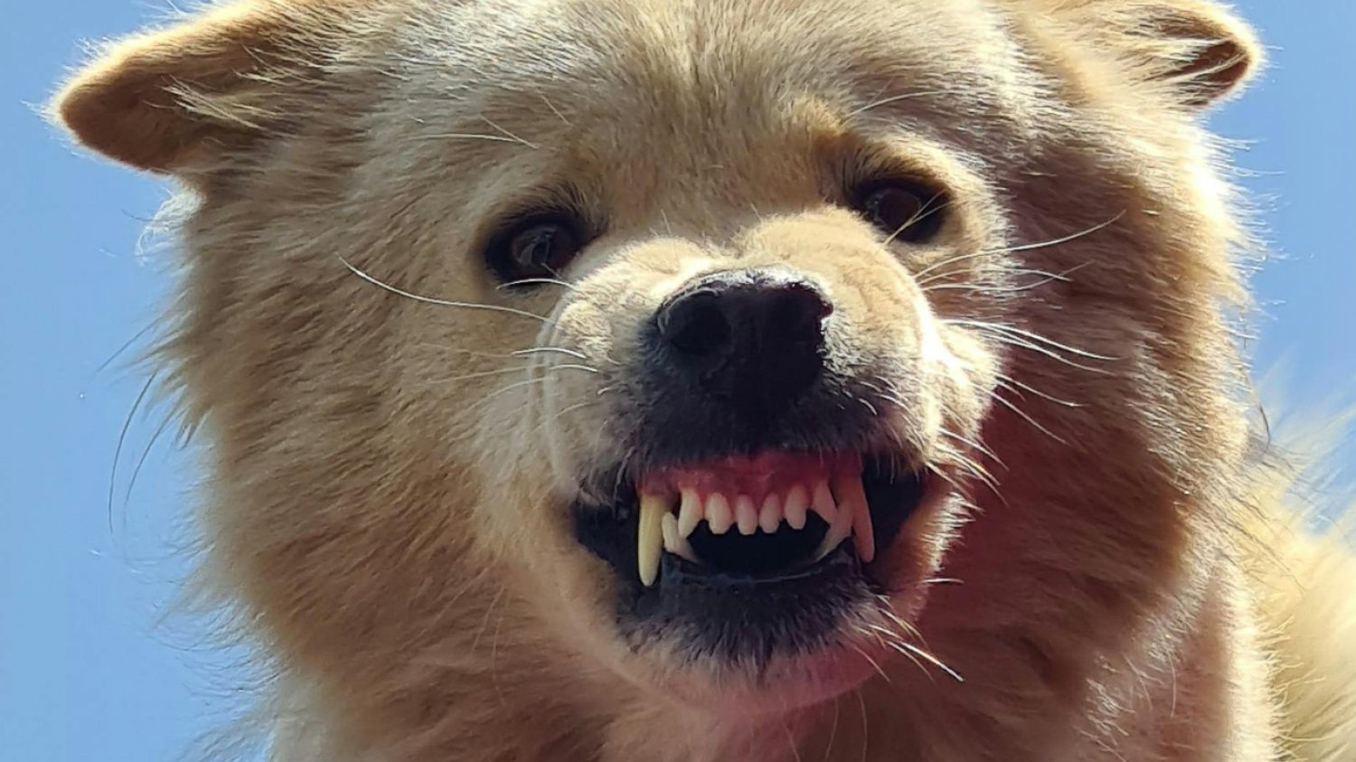 "Syndrom wilkołaka" atakuje psy – gryzaki z Chin pod lupą Zdenerwowany pies szczerzy zęby