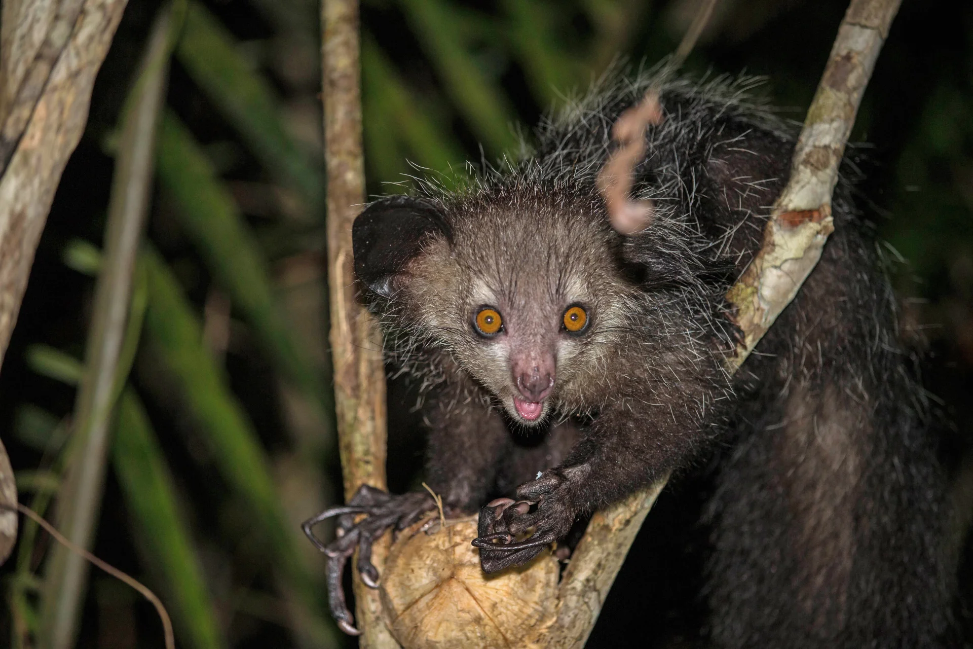 Palczak madagaskarski
