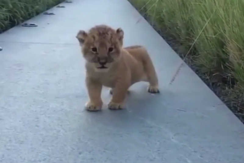 Mały lew uczący się ryczeć podbija serca internautów.