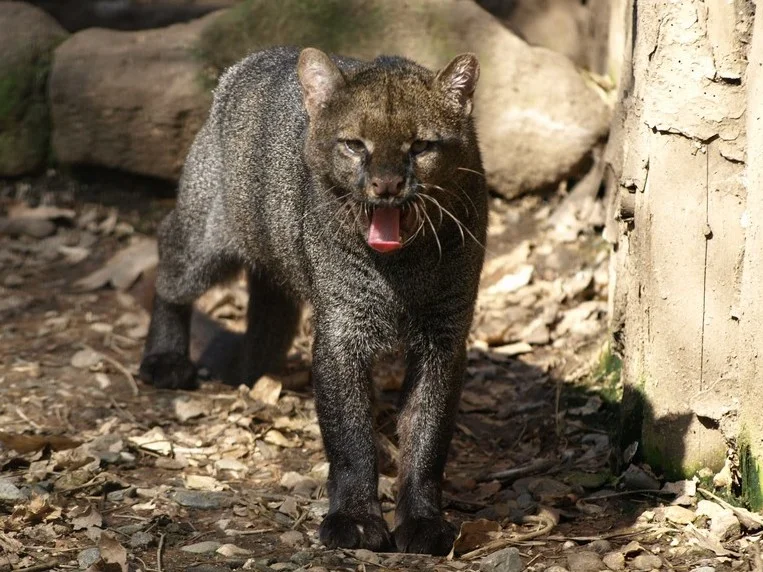Jaguarundi amerykański Jaguarundi amerykański