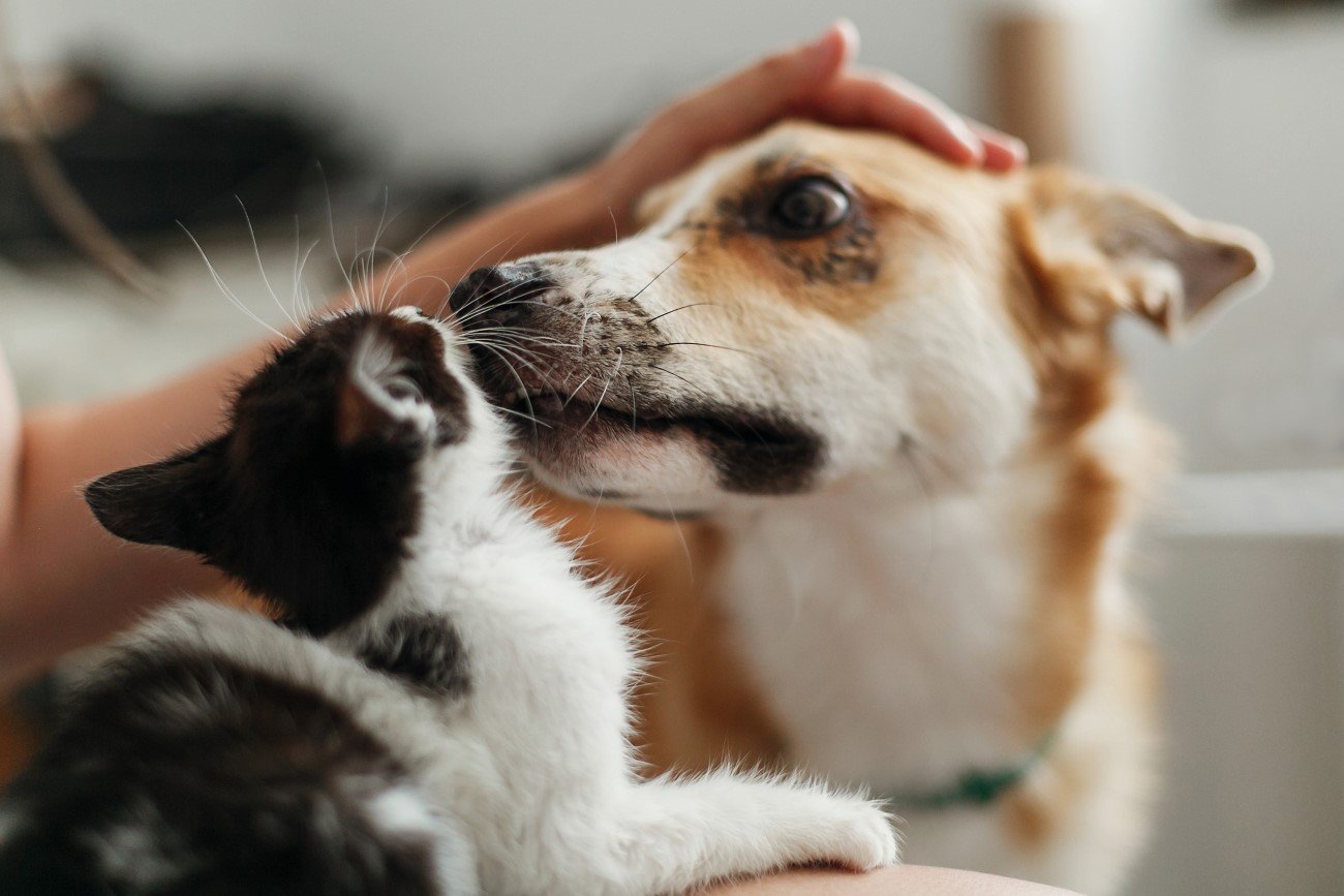 Kogo kochamy bardziej? Psy czy koty?
