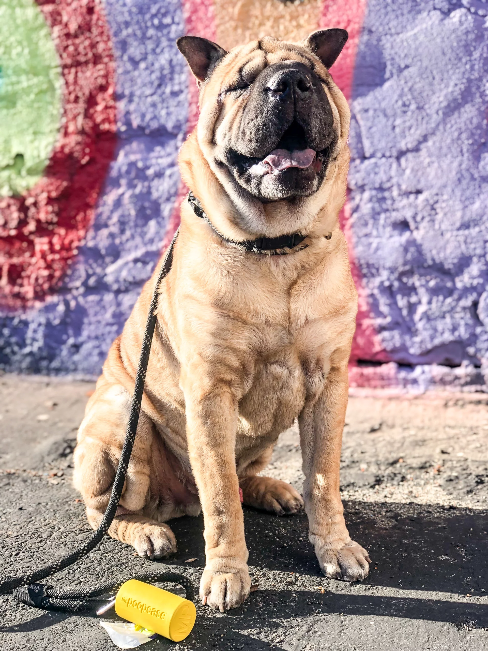 Shar-pei