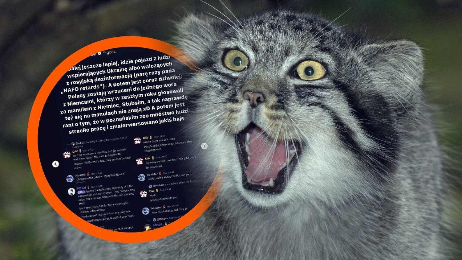 Manul Mania zdyskwalifikowana z konkursu. W sieci burza.