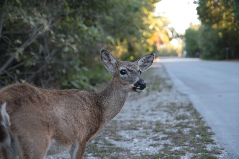 Ochronę finansową w razie kolizji ze zwierzęciem zapewni dobrowolne ubezpieczenie autocasco (AC) i ubezpieczenie od następstw nieszczęśliwych wypadków (NNW)