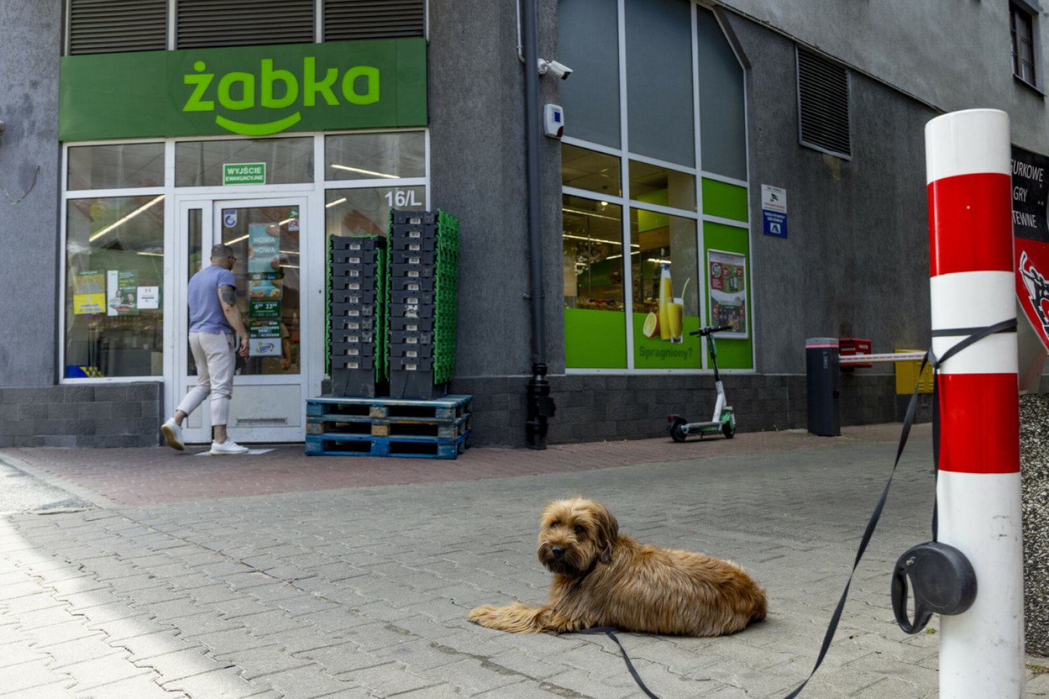 Pies przywiązany do słupka pod sklepem Żabka